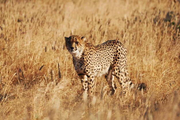 Il ghepardo è all'aperto nella fauna selvatica