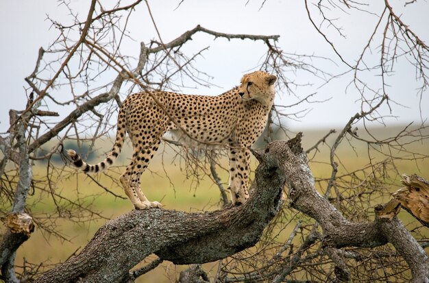 Il ghepardo è seduto su un albero nella savana.