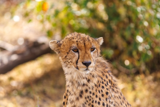 Il ghepardo guarda nella savana Masai Mara Kenya