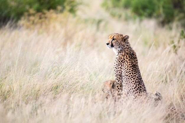Il ghepardo si siede nella savana in cerca di prede