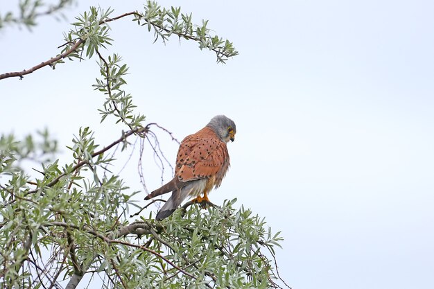 Il gheppio si siede sulla cima degli alberi e cerca la preda. Foto di prospettiva insolita.