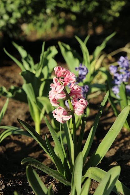 il giacinto fiorisce rosa e blu