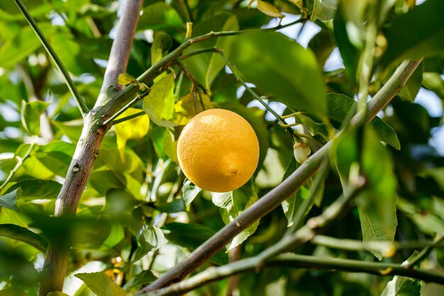 Il giallo limone matura e cresce sui rami dell'albero tra le foglie verdi