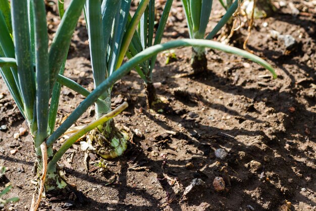 Il giardinaggio comunitario nella comunità urbana.