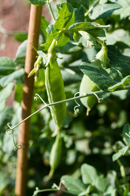 Il giardinaggio comunitario nella comunità urbana.