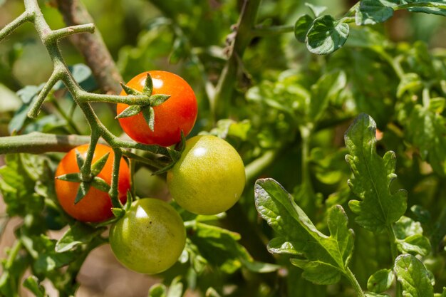 Il giardinaggio comunitario nella comunità urbana.