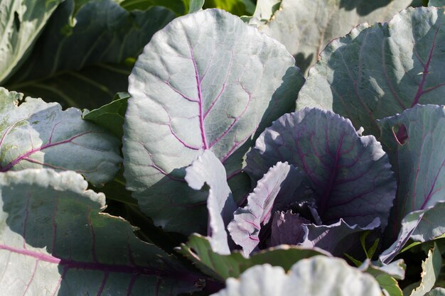 Il giardinaggio comunitario nella comunità urbana.