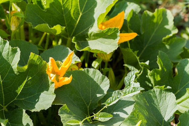 Il giardinaggio comunitario nella comunità urbana.