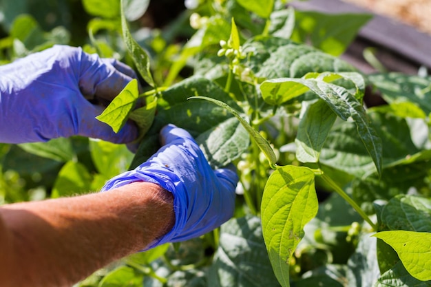 Il giardinaggio comunitario nella comunità urbana.