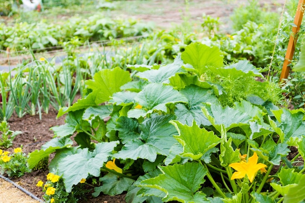 Il giardinaggio comunitario nella comunità urbana.