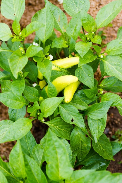 Il giardinaggio comunitario nella comunità urbana.