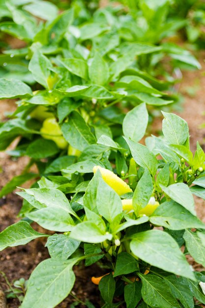 Il giardinaggio comunitario nella comunità urbana.