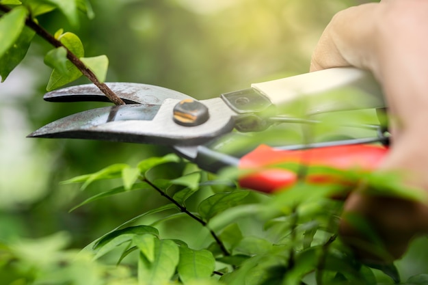 Il giardiniere asiatico La potatura taglia l'albero per tagliare i rami sulla natura della pianta. Hobby piantare giardino di casa.