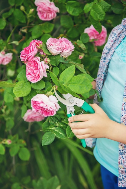 Il giardiniere che pota il fuoco selettivo delle cesoie della rosa del tè