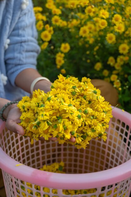 Il giardiniere che tiene in mano i fiori di crisantemo giallo.