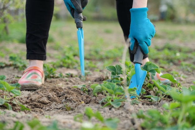 Il giardiniere coltiva il terreno con utensili manuali