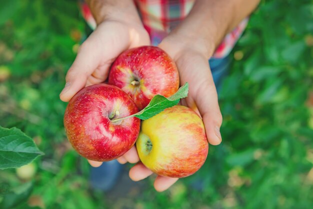 Il giardiniere dell'uomo raccoglie le mele nel giardino nel giardino