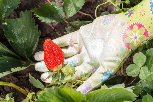 Il giardiniere femminile tiene in mano la fragola vestita con un guanto di gomma Fragole mature e acerbe