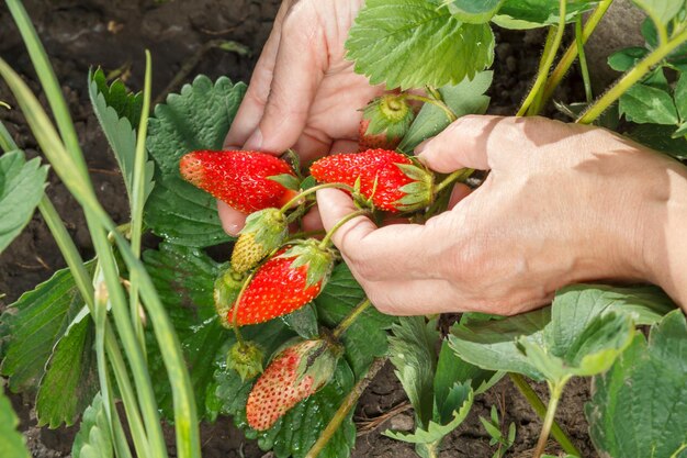 Il giardiniere femminile tiene le fragole nelle mani