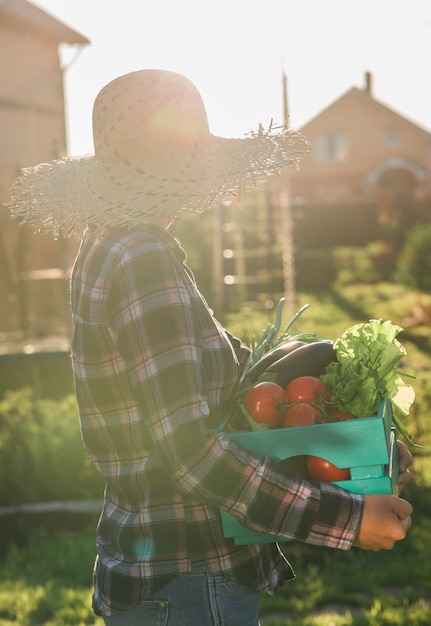 Il giardiniere laborioso della giovane donna in cappello di paglia prende la sua scatola del raccolto dei pomodori su summer soleggiato