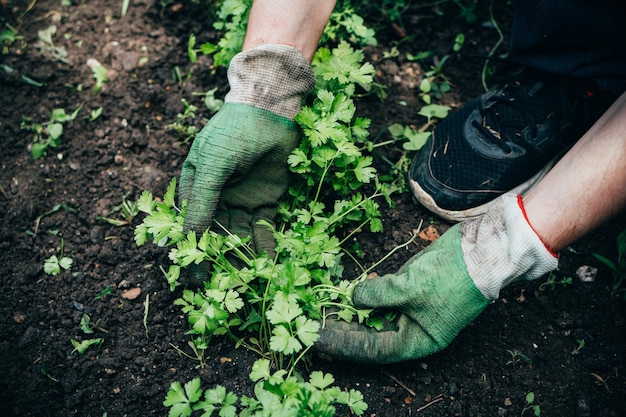 Il giardiniere maschio tratta un letto da giardino con prezzemolo che cresce nel giardino