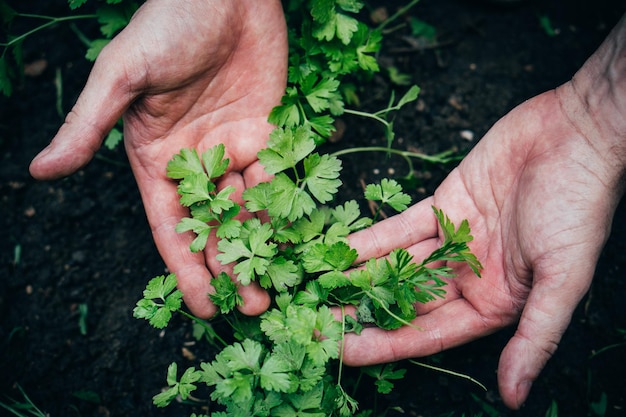 Il giardiniere maschio tratta un letto da giardino con prezzemolo che cresce nel giardino