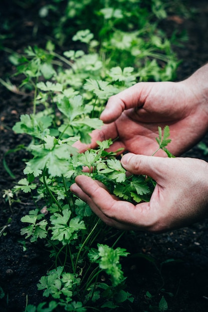 Il giardiniere maschio tratta un letto da giardino con prezzemolo che cresce nel giardino