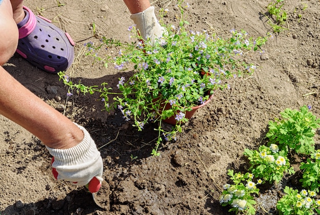 Il giardiniere pianta piantine di fiori di bakopa. Foto ravvicinata delle mani nei guanti con messa a fuoco morbida selettiva.