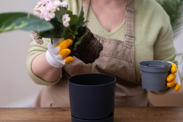 Il giardiniere primaverile per la cura delle piante d'appartamento rinvasa la pianta primo piano del sistema radicale la trapianta in un nuovo vaso