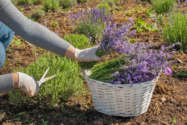 Il giardiniere raccoglie in un cesto le infiorescenze di lavanda