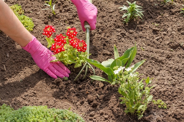 Il giardiniere sta piantando fiori di verbena rossa usando un piccolo rastrello in un letto da giardino