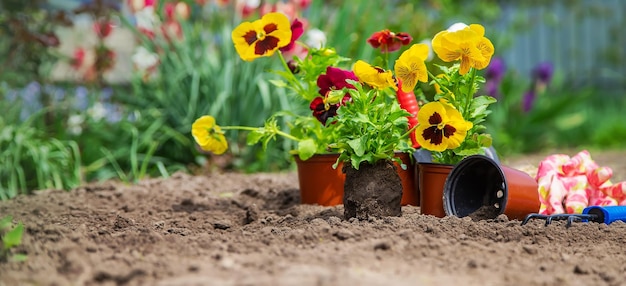 Il giardiniere sta piantando fiori in giardino Messa a fuoco selettiva della natura