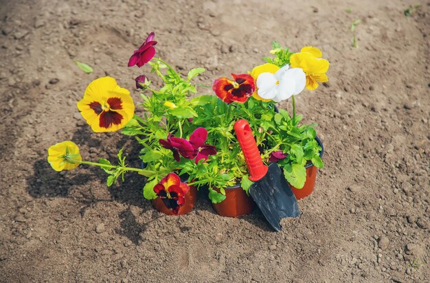 Il giardiniere sta piantando fiori in giardino Messa a fuoco selettiva della natura