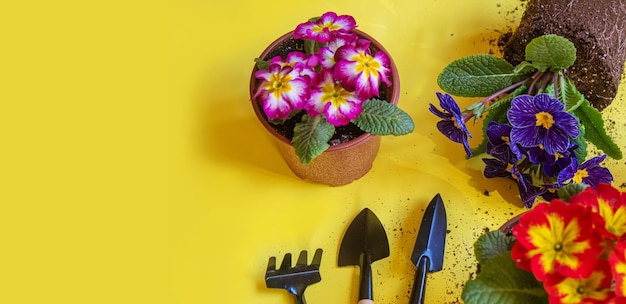 Il giardiniere sta piantando fiori in giardino Messa a fuoco selettiva della natura