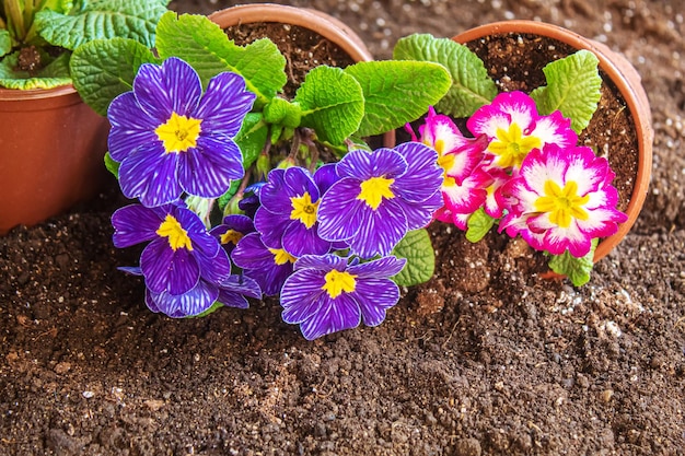 Il giardiniere sta piantando fiori in giardino Messa a fuoco selettiva della natura