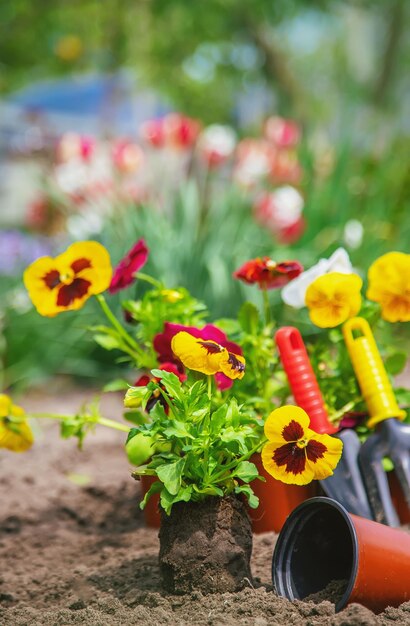 Il giardiniere sta piantando fiori in giardino Messa a fuoco selettiva della natura