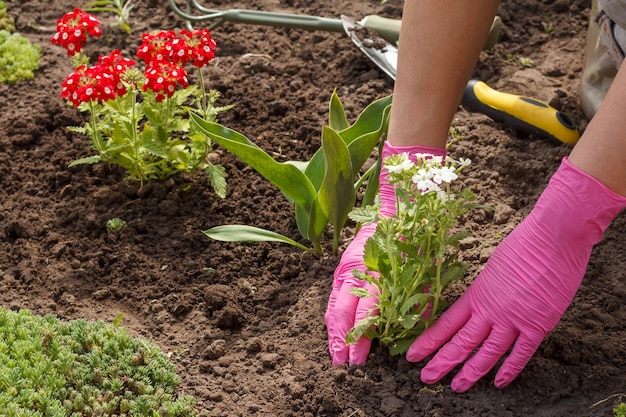 Il giardiniere sta piantando la verbena in un terreno in un'aiuola