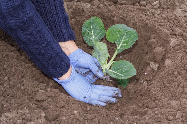 Il giardiniere sta piantando piantine di cavolo verde nel giardino Coltivazione di ortaggi