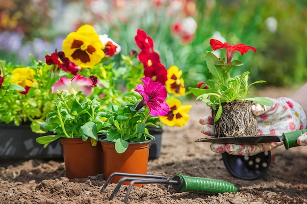 Il giardiniere sta piantando un giardino fiorito. Messa a fuoco selettiva.