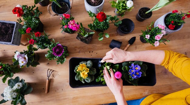 Il giardiniere sta trapiantando un bellissimo fiorellino domestico al chiuso