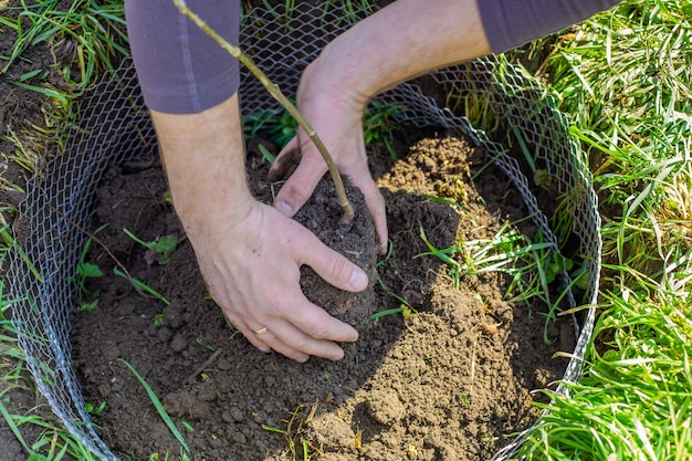 Il giardiniere tiene tra le mani una zolla di terra con un alberello di un giovane albero che pianta e cresce