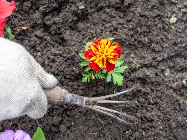 Il giardiniere usa una pantofola per rimuovere le erbacce intorno ai fiori. Giardinaggio, hobby. Vista dall'alto, posizione piatta