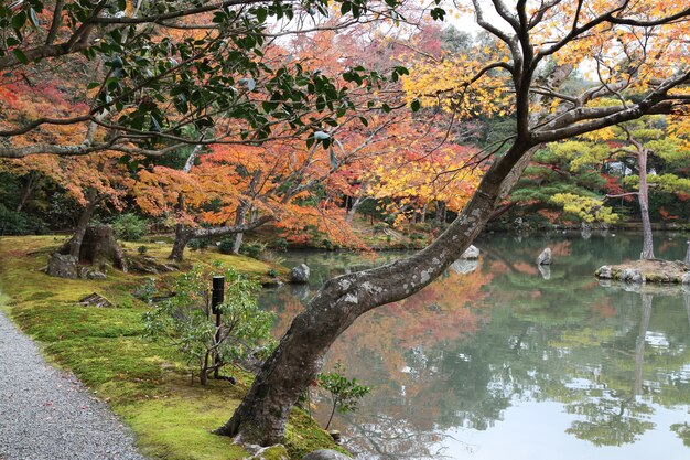 Il giardino a Kyoto in Giappone