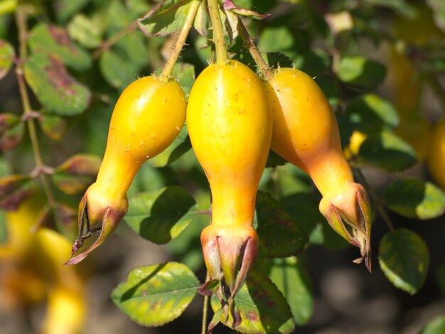 Il giardino delle rose