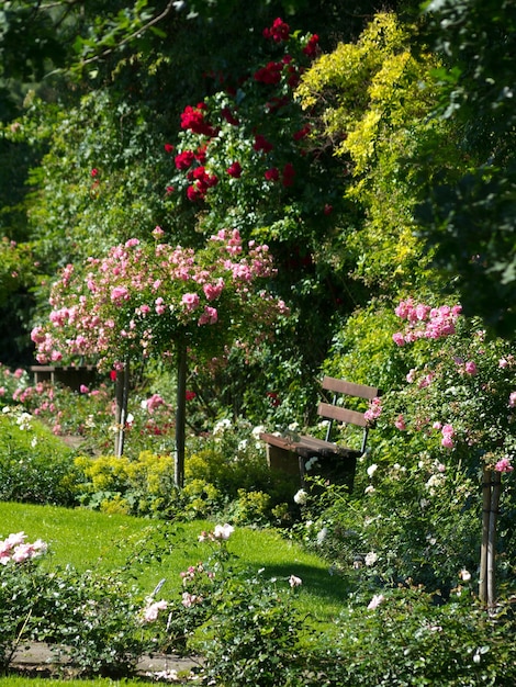 Il giardino delle rose