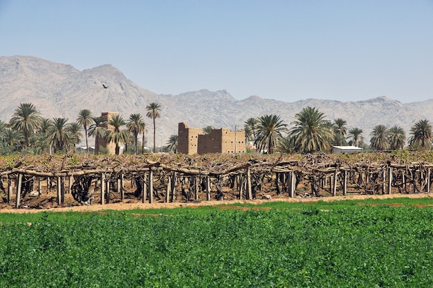 Il giardino nel villaggio arabo vicino alla regione di Najran di Asir in Arabia Saudita