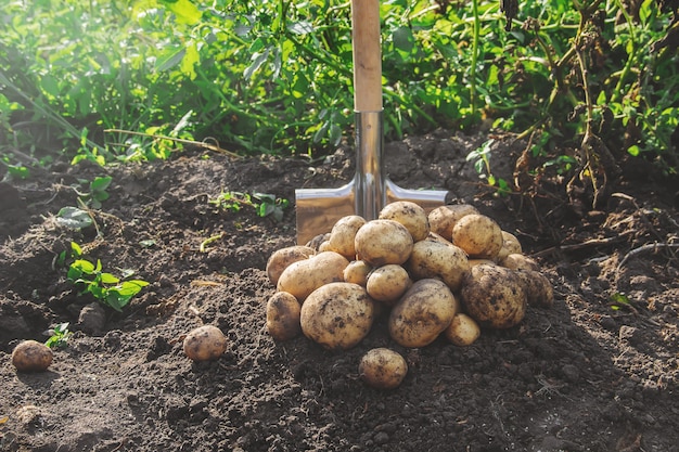 Il giardino raccoglie un raccolto di patate con una pala.