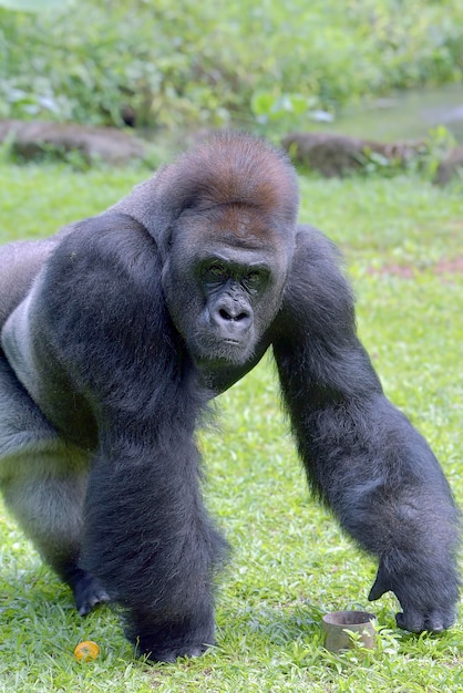 Il gigante gentile, gorilla silverback di pianura