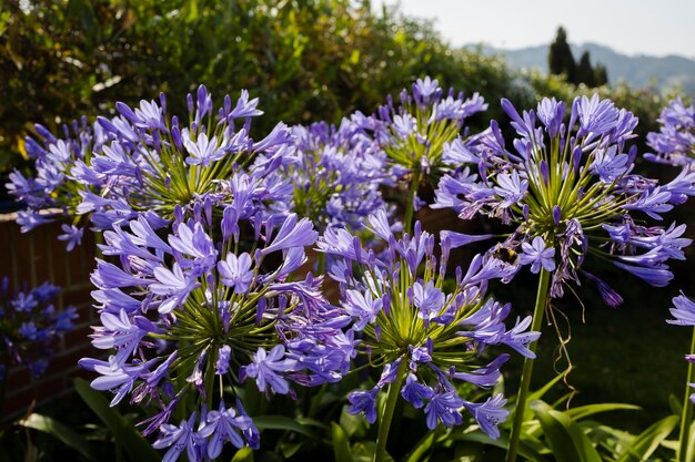 Il giglio africano fiorisce in pieno splendore nel giardino al tramonto. Bellissimi fiori viola.