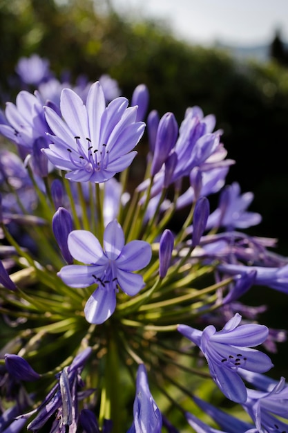 Il giglio africano fiorisce in pieno splendore nel giardino al tramonto. Bellissimi fiori viola.